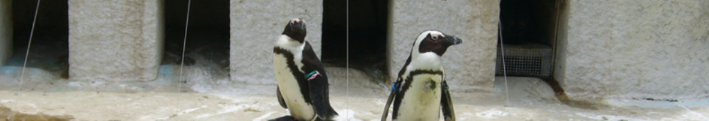 ゆるキャラの速報なら！！