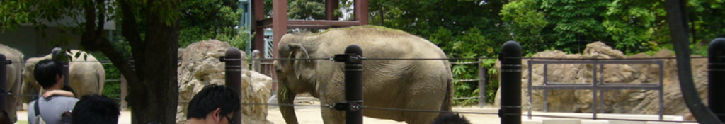 花粉症アレルギーの情報