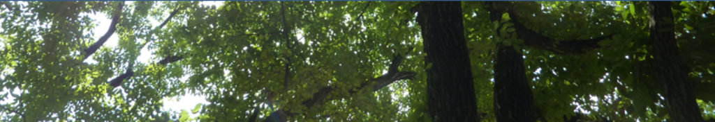 イルミネーションの口コミ情報