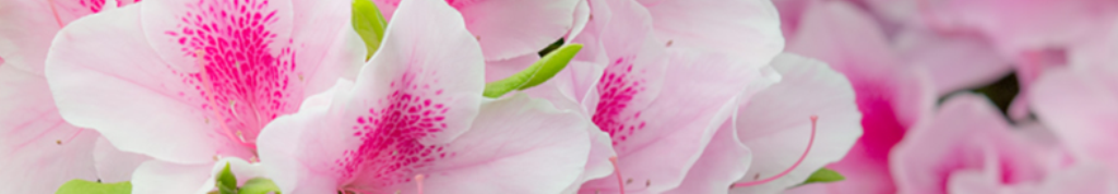 花粉症の情報いっぱい！