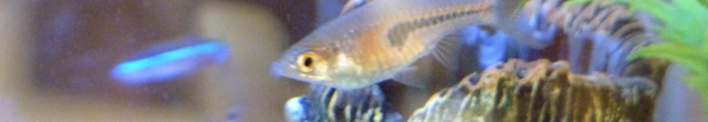 ネバーウエットのニュース情報サイト